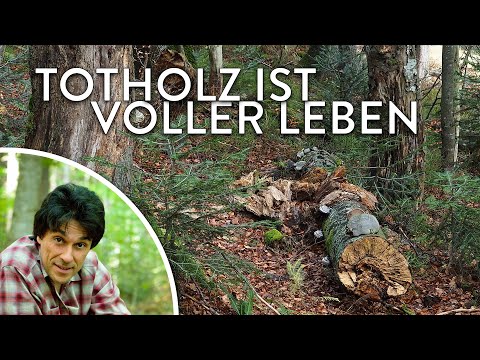 Wildnis schafft Wissen: Totholz ist voller Leben (Podcast)