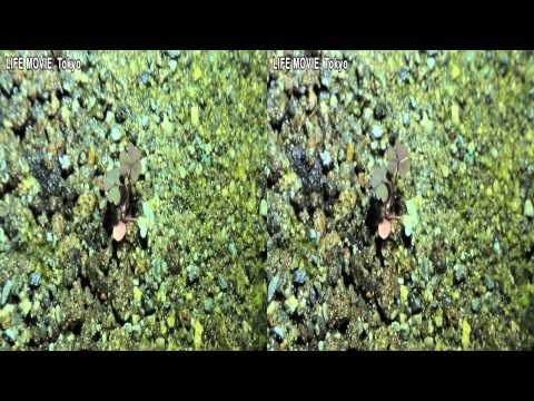 スイバ、カタバミ