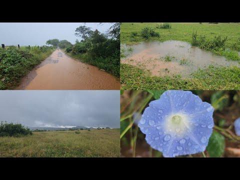  chuvas no norte de Minas! Região de São João da ponte Condado do norte estamos muito felizes 