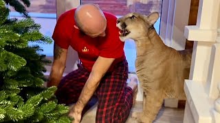 Хозяин объясняет пуме что нельзя трогать! | Как пума Месси едва сдерживает эм