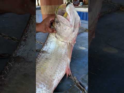 Un gran pez de la ciénaga de Ayapel  ?como se llama? #viralreel #viralvideo