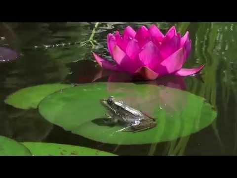 download lagu mp3 mp4 Frog On Pond, download lagu Frog On Pond gratis, unduh video klip Frog On Pond
