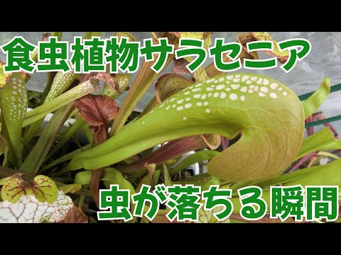 菜園の幼虫を駆除する方法