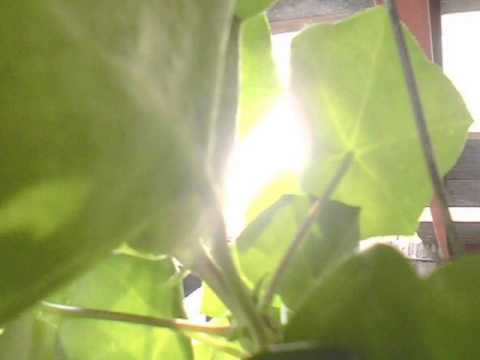 Qulinez vs MITS Trolls Alone(Feel REBY Mashup)