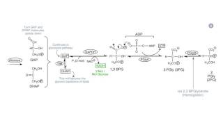 Glycolysis and Early Stages of Respiration