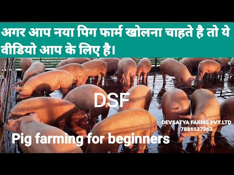 White large pig breeding farm pig, 114 days, 90-120 kg