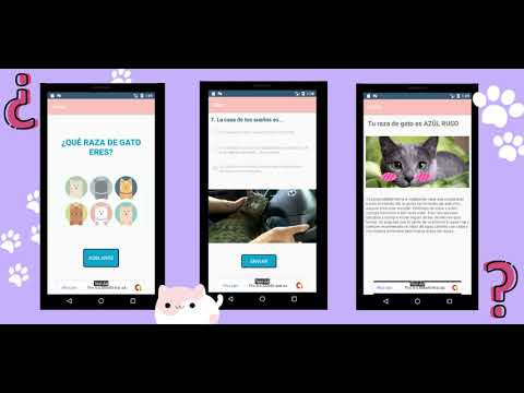 Which cat breed are you?