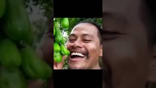 Download lagu Video lucu tiktok makan blimbing wuluh #shorts #meme || #7 mp3