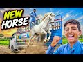 New Nukra Ghori Aagai Beautiful White At Our Farm Gabbar Badmash Hammad Pet House