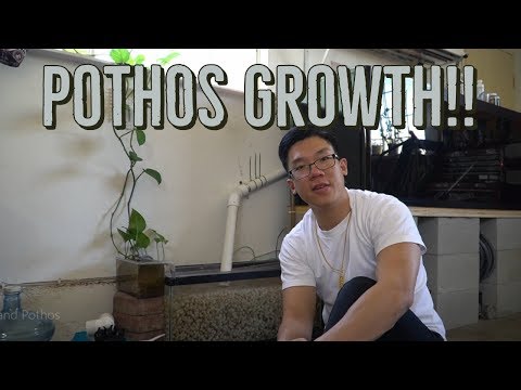 Major Pothos Growth from DIY K1 Kaldnes Aquarium Sump!!