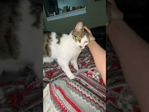 Time for loves with Foster boy Elmer 😍