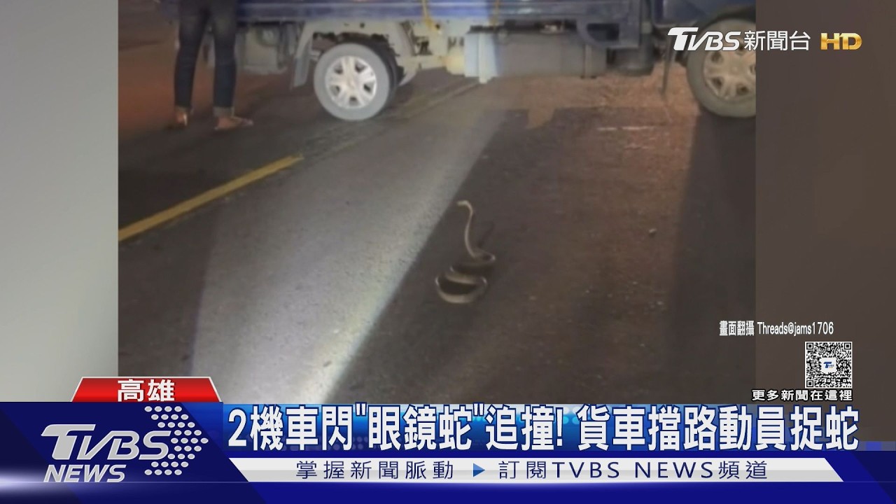 影音/馬路上有蛇! 眼鏡蛇停路中央 機車急煞後車追撞2人傷