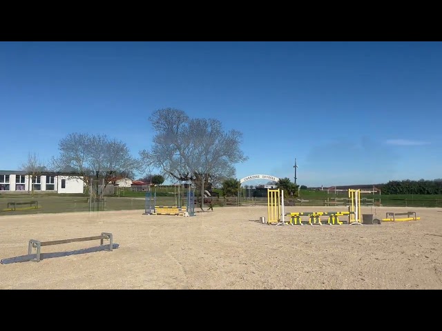 Cavalla KWPN Cavallo da Sport Neerlandese In vendita 2022 Nero