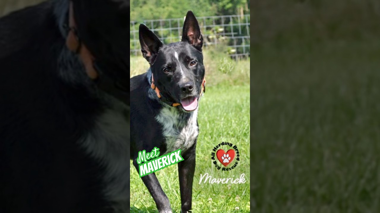Enlarge Maverick , a ADOPTABLE mixed breed in Joliet, IL video 6/6