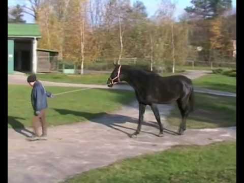 1. by Diamant de Semilly  young stallion on free  jumping line