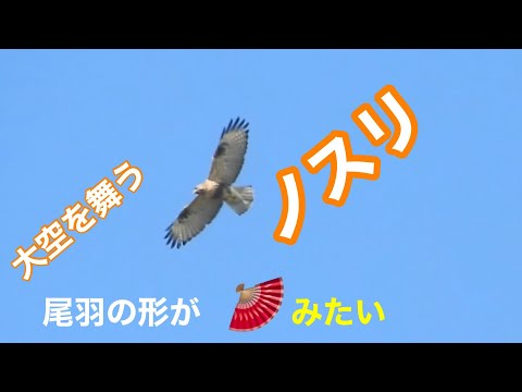 豊作は月の満ち欠けによるものですか、それともあなたの勤勉によるものですか?月を眺めながらガーデニング：神話か現実か？  庭園