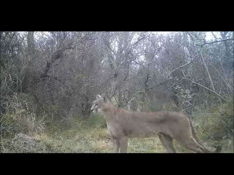 PUMA, LAS VARILLAS, CORDOBA
