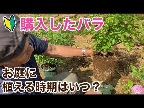 植え付け後のハシバミの木を維持する方法 アドバイス メンテナンス 剪定 水やり