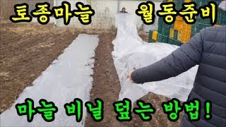 마늘농사 마늘월동준비 비닐덮는방법