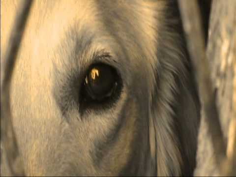 Željko Andrić - Vučica