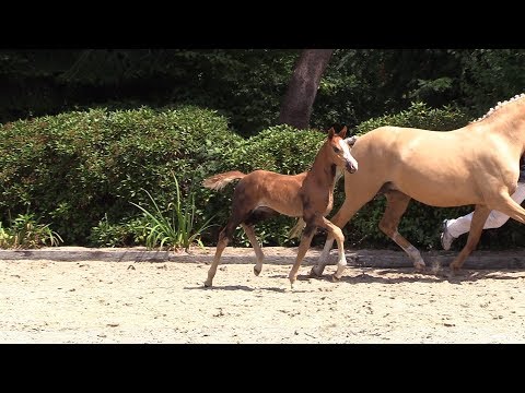 55 – Ginger San, SF von Double Diamond - Can Dance, *01.06.2018