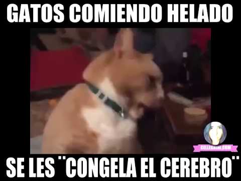 Gatos tiernos comiendo helado (Cerebro congelado)