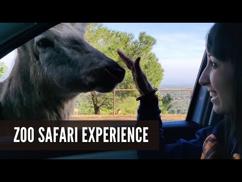 ZOO Safari Experience in Fasano Italy