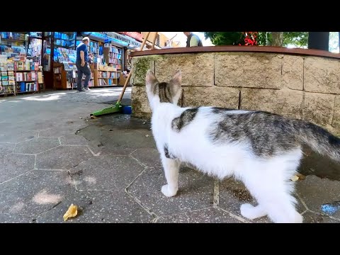 猫はどのようにして縄張りをマークするのでしょうか?