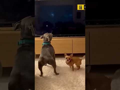 Собаки танцеваки 😂. #юмор #собаки #танцуют