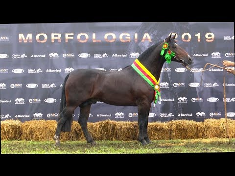 Videos :: ABCCC - Associação Brasileira de Criadores de Cavalos Crioulos