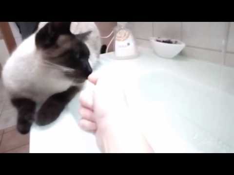 Katze beißt in Finger