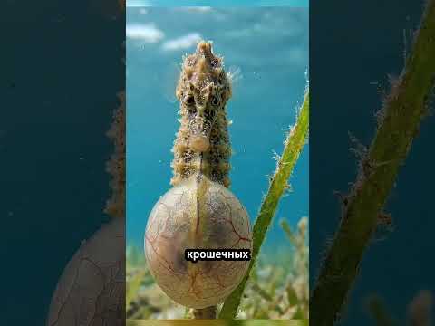 Монстр из океана беременна 😳