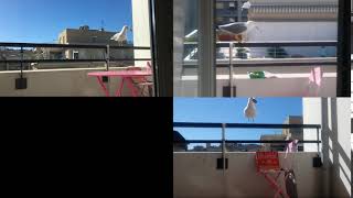 Seagulls have the Mount Kimbie spirit 6