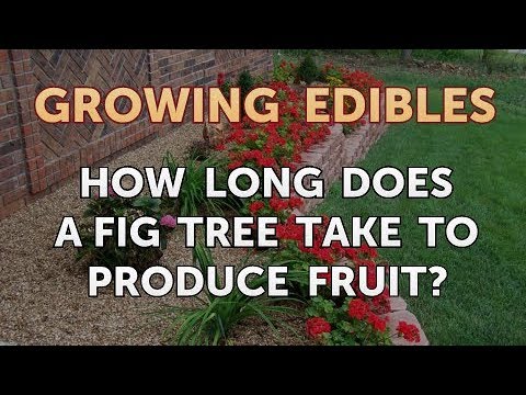 How to Grow Mangosteen From Seed