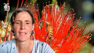 'Does mānuka honey potentially come at a cost to our native insects and ecosystems? | Herald Now