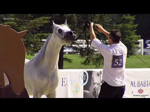 N.52 ALEXANDER PC - Milan 2020 Arabian Horse Show - Stallions 4 to 6 Years Old (Class 10)