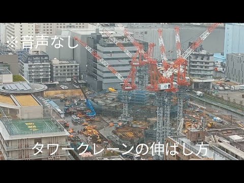 コーカサスクレーンビル 植物