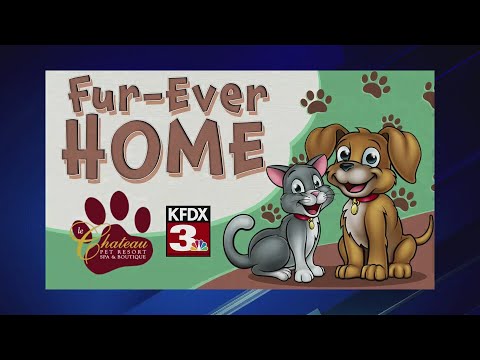 Meet Buster with Easy Street Animal Shelter! - YouTube