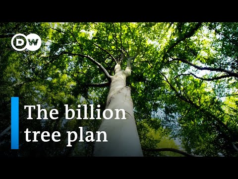 New forests for greater climate protection? | DW Documentary