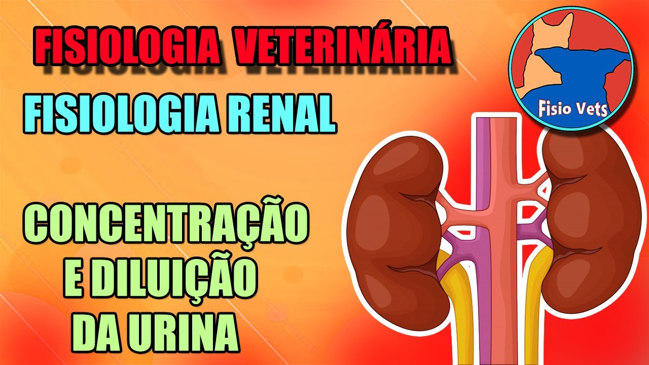 Fisiologia renal - Concentração e diluição da urina - Fisiologia veterinária -  Aula 3