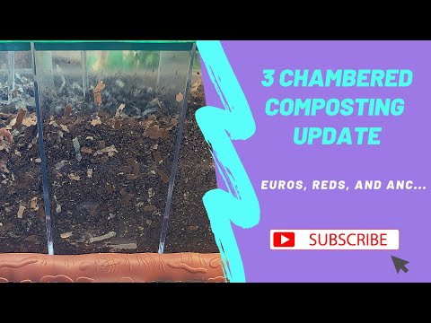 3 Chambered Composter: Update & Feeding (Who is in the Lead?)
