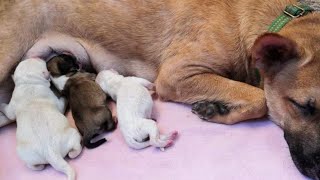 As a mom ang Cookies 🥰 (raw video)