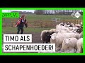 TIMO BRENGT DE SCHAAPJES OP HET DROGE | De Nachtmerrie | NPO Zapp