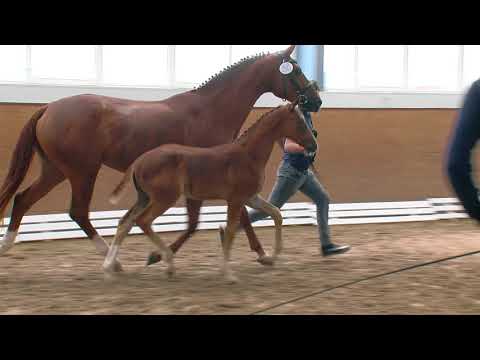 Martens, Fürst Romancier-Destano-Wolkentanz