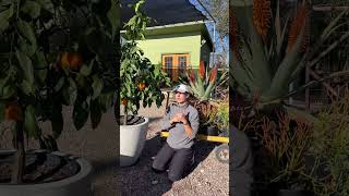 Freeze Prep Tips in Austin & Winter Care