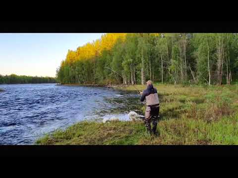 Fighting a salmon in Kengis Bruk, Sweden.