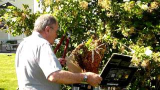 Capture a Swarm of Bees