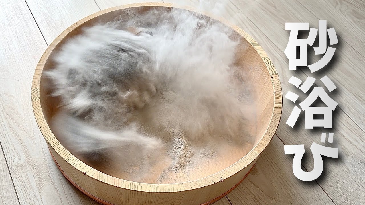 チンチラの砂浴びが激しくて部屋が真っ白になりました【chinchilla】