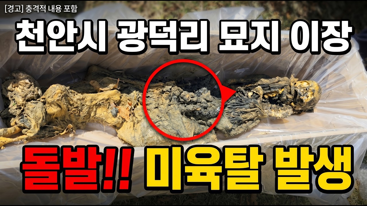돌발!! 미육탈 발생 천안시 광덕면 묘지 이장 (26.04.16)