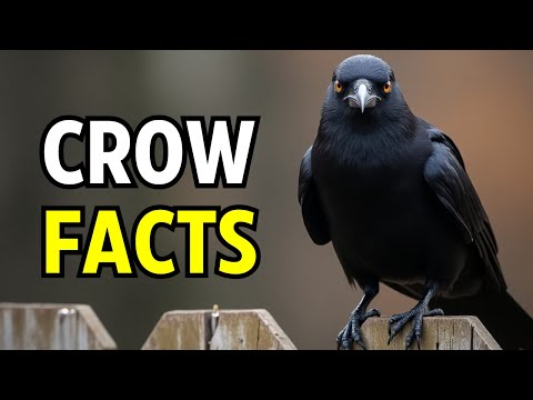 10 Crow Facts That Will Blow Your Mind